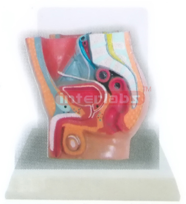 DESK-TYPE MALE HEALTH URINARY PELVIS MODEL WITH DESCRIPTION PLATE